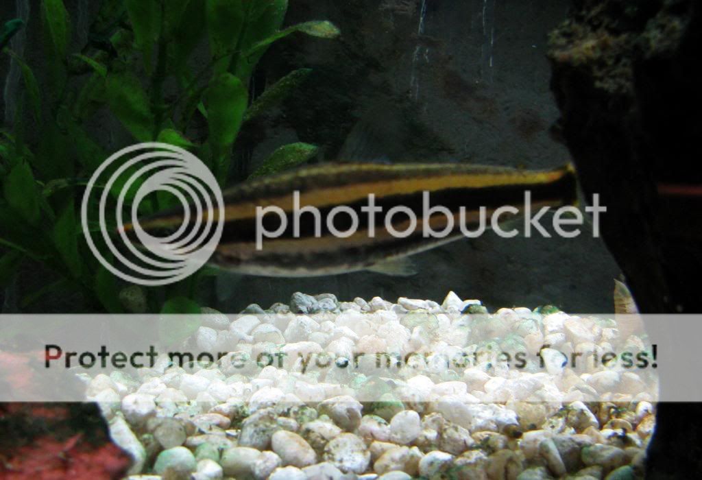 Anostomus2.jpg