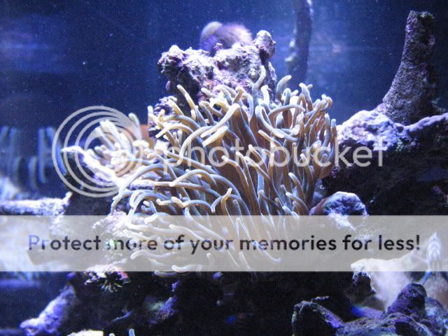 Aquaria001.jpg