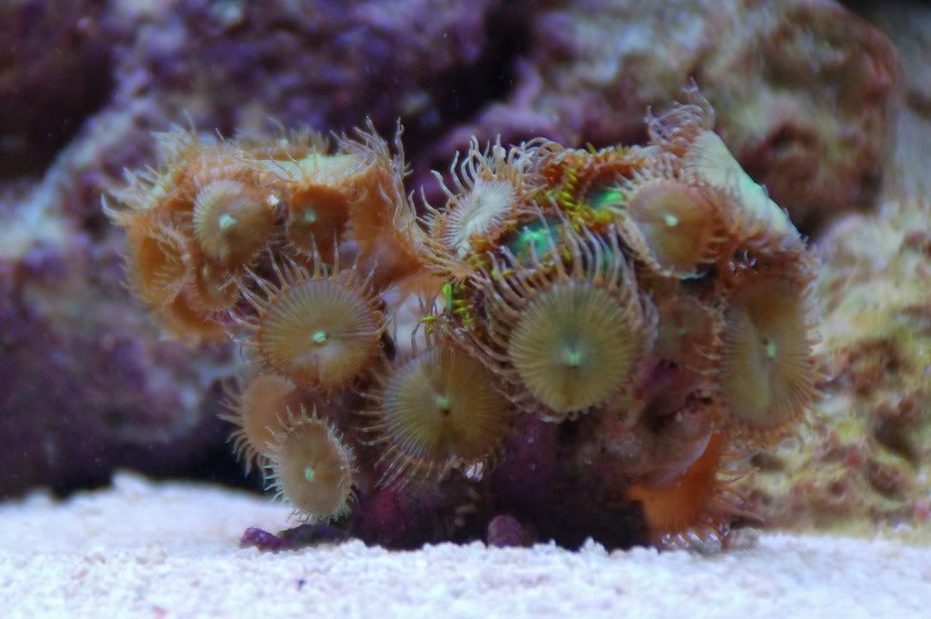 DSC_0003-Copy.jpg