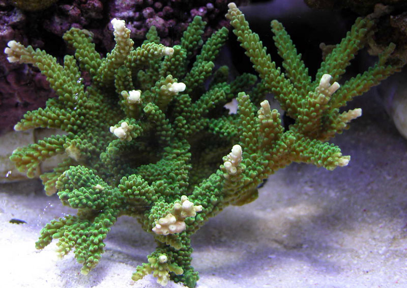 3139551652_ccd6b517c5_o.jpg