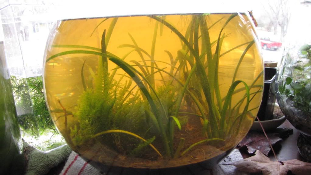 rilibowl001.jpg