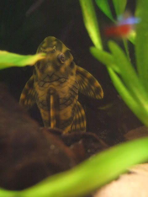 DSCF0450.jpg