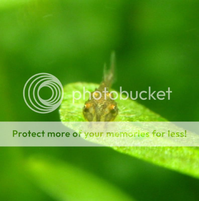 BabyOto2_092210.jpg