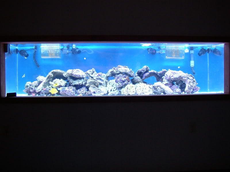 NewLights2401-29-08002.jpg
