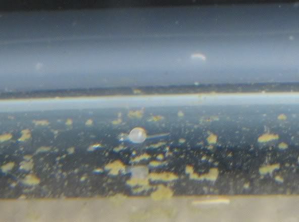 babyduohatching005.jpg