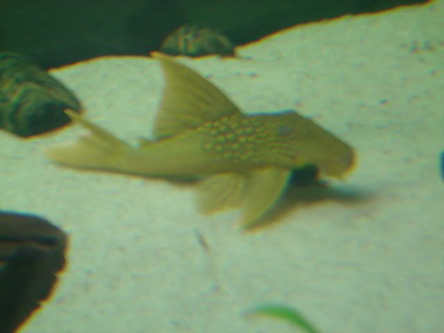 DSC04967.jpg