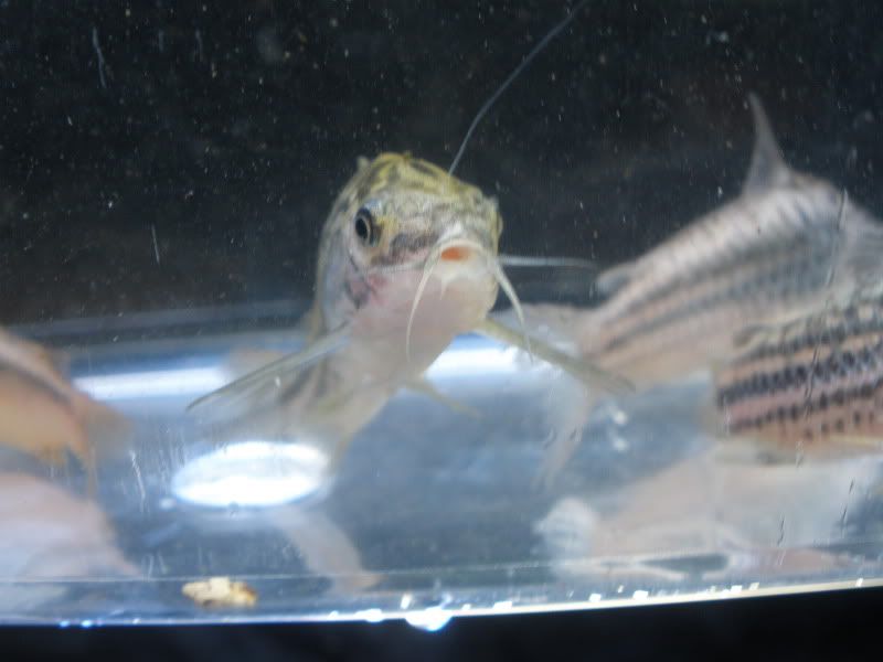 CorydorasNanus01.jpg