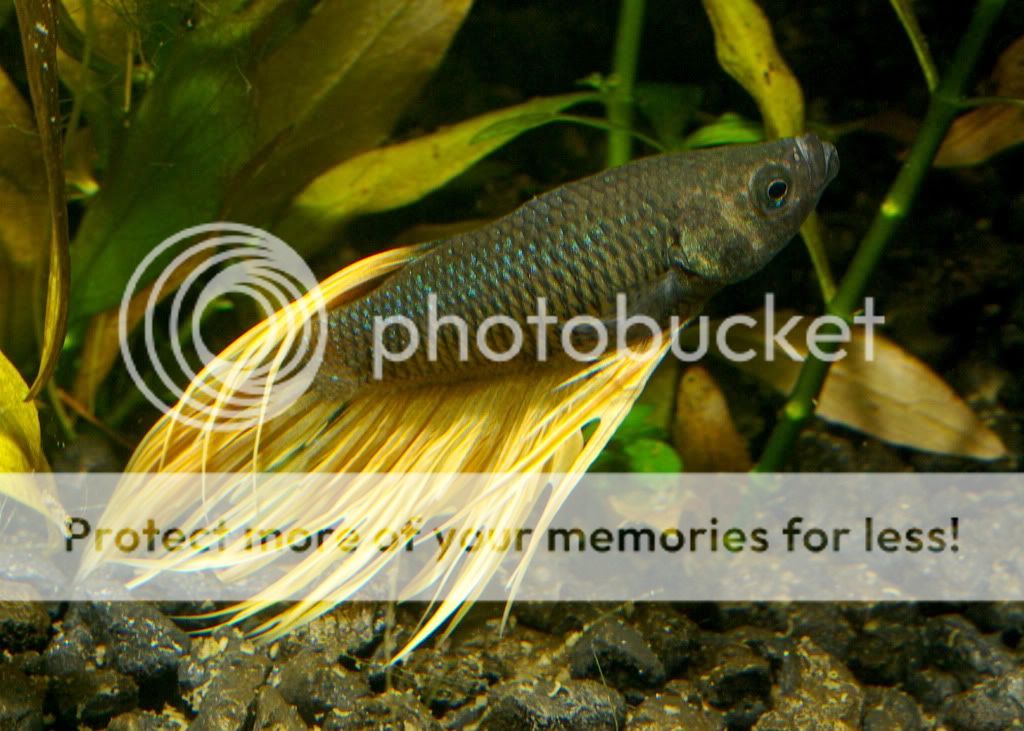betta98.jpg
