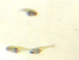IMG_3732.jpg
