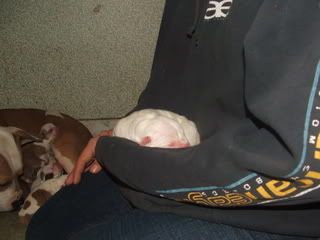 grandpuppies006.jpg