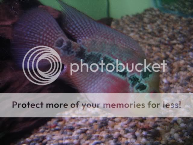 FlowerHorn.jpg