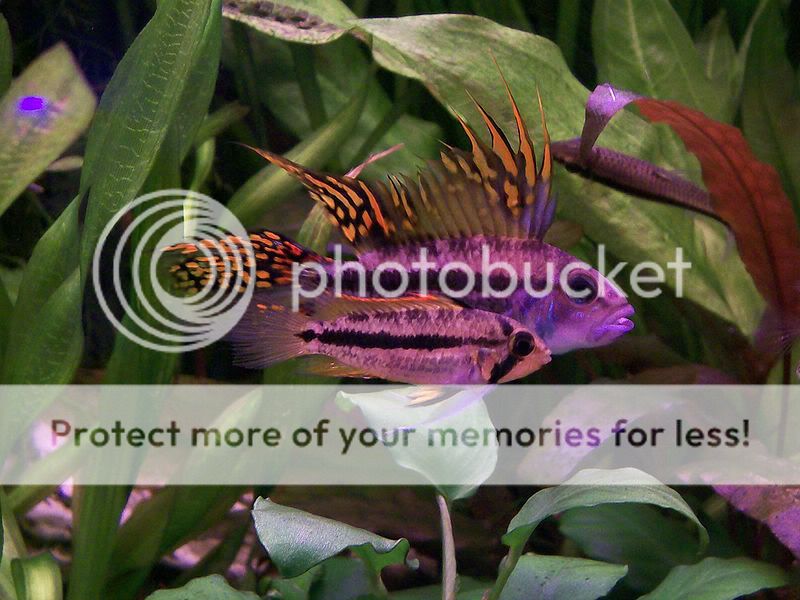 800px-Apistogramma_cacatuoides.jpg
