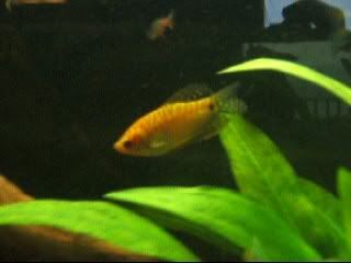 gourami.jpg