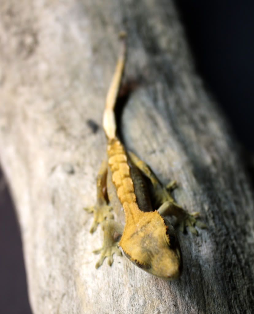 Gecko_8_4.jpg