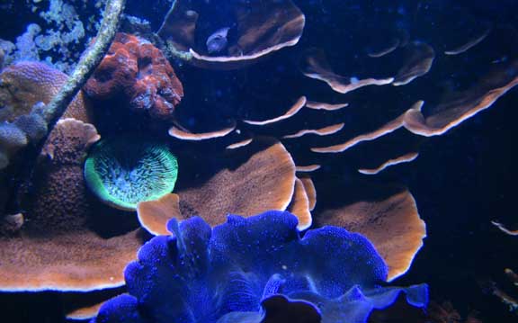 Oct2010MontePlates3.jpg