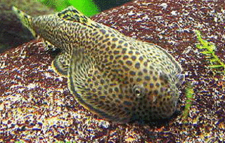 Loach-ChinaButterfly_zps2238e4cd.gif