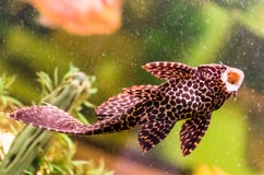 ancistrus-sucker-fish-aquarium-outside-acquarium-30728728.jpg
