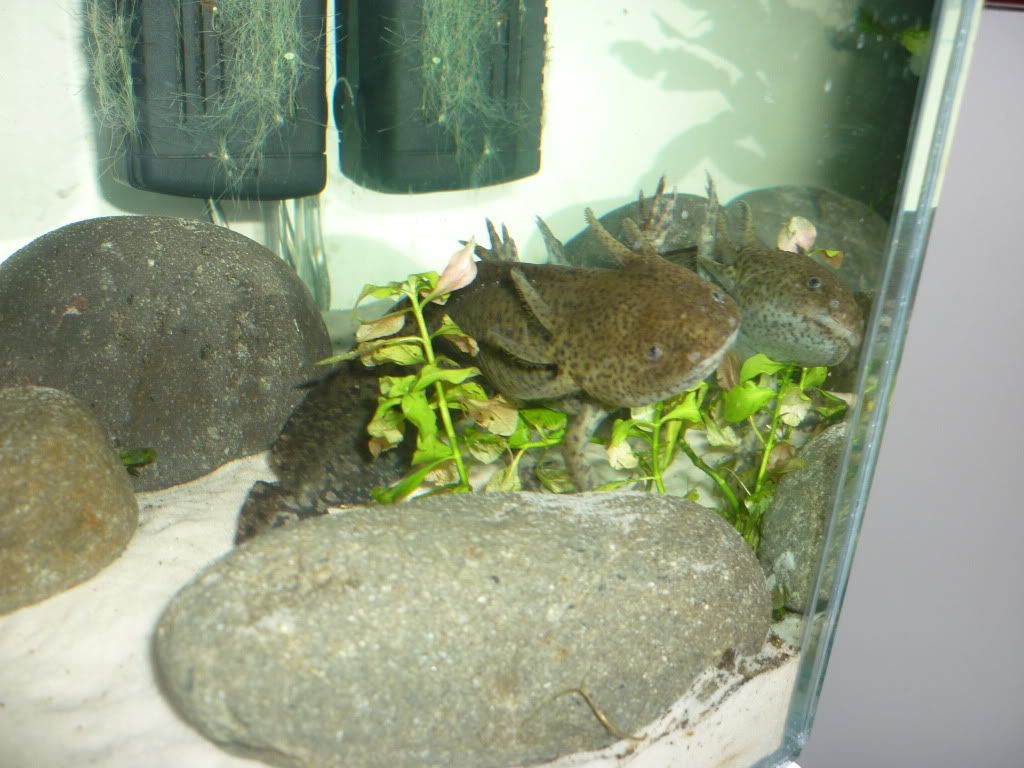 axies2.jpg