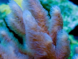 LongTentacleUW1.jpg