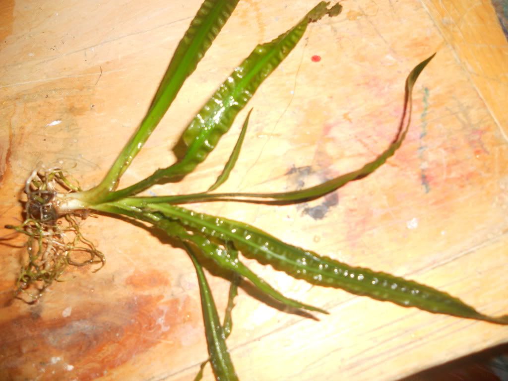 DSCN6079.jpg