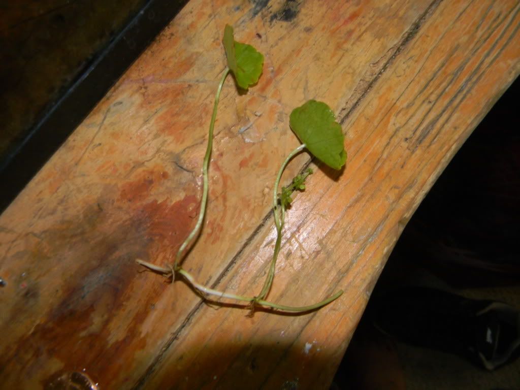DSCN8101.jpg