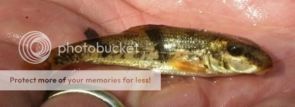 MysteryFish010.jpg