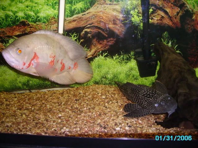 PICT0090.jpg