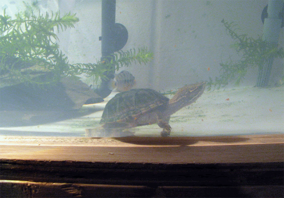 Turtle-Tub-Side-Shot4.gif