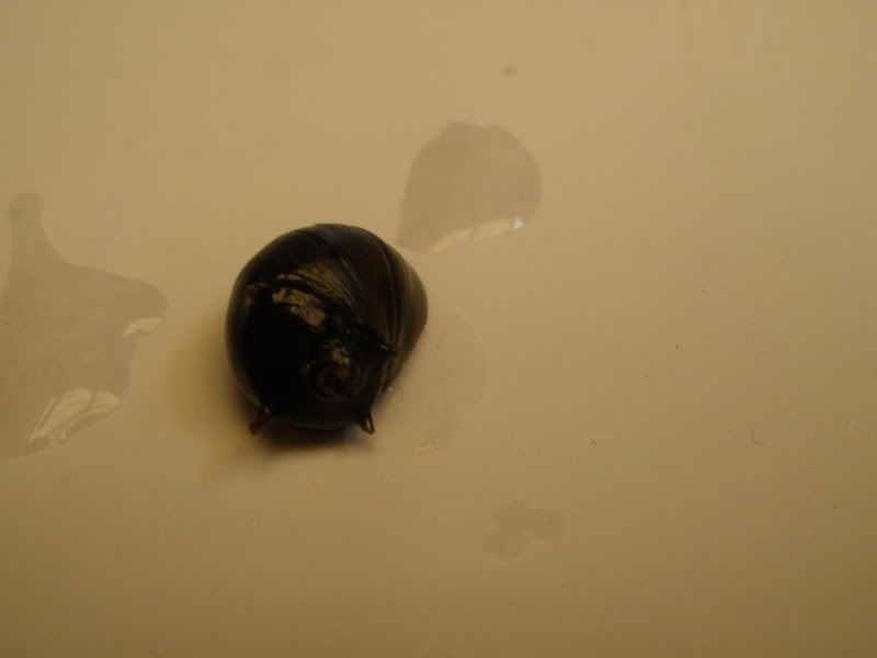 blackhornednerite01.jpg