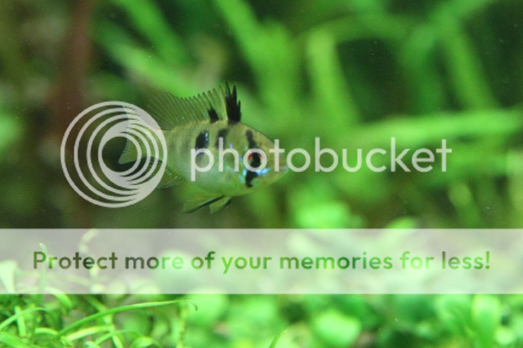 PictureT1i_6258_zps82c9c917.jpg