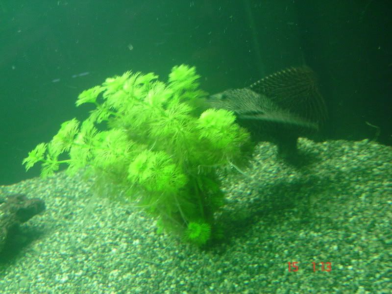 DSC03116.jpg