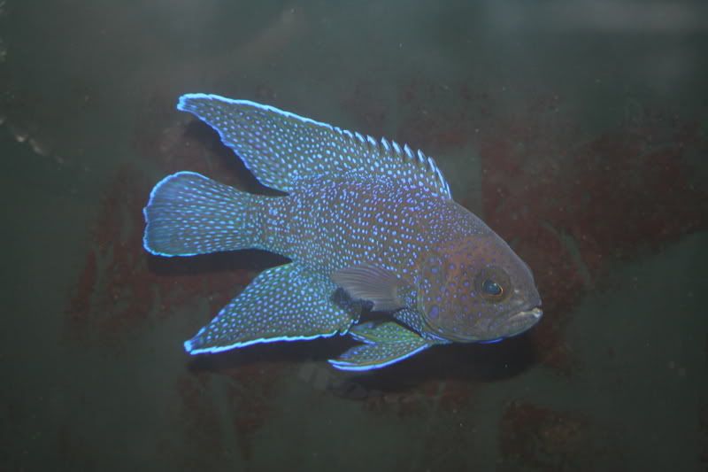 BlueMarineBetta.jpg