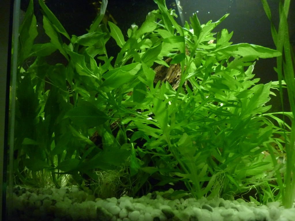 Wistera14g.jpg