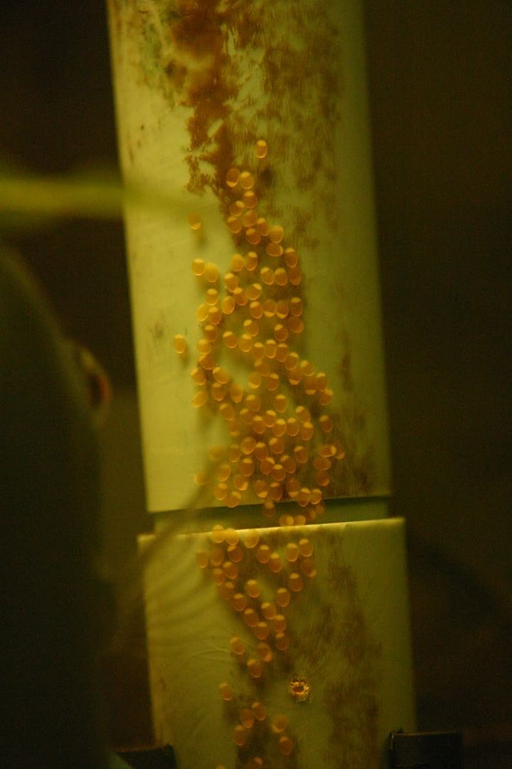 150eggs3-4-08.jpg