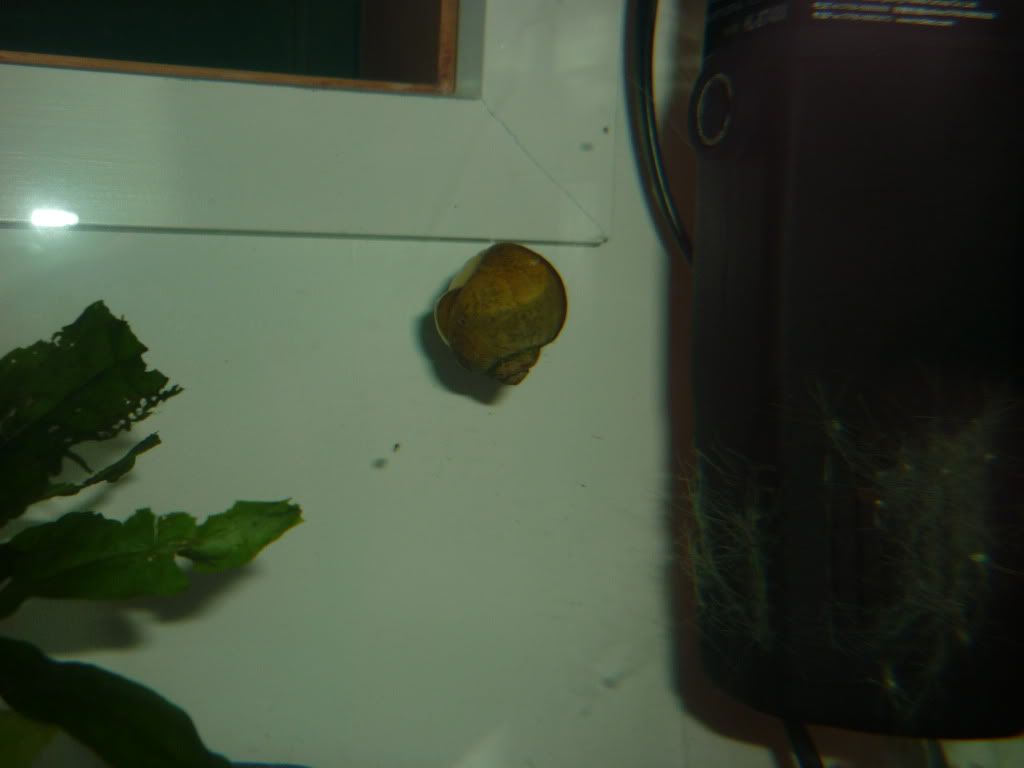 axies1.jpg