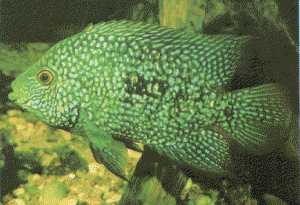 green_texas_cichlid.jpg