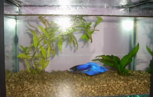 betta_tank.jpg