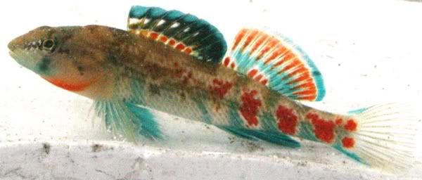 ebison2.jpg