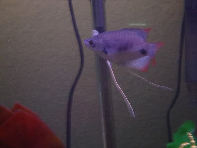 giantredtailgourami.jpg