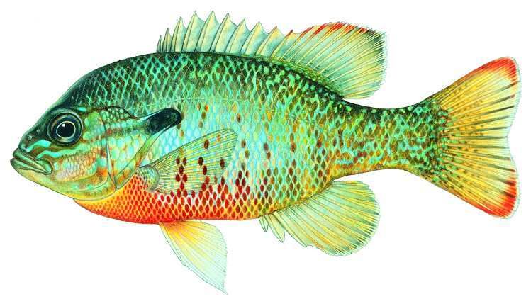 redbreastsunfish.jpg