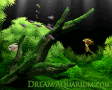 dreamaqua_160_128.gif