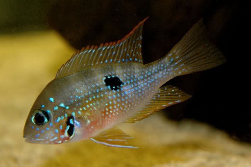 1ellioti_800x534.jpg