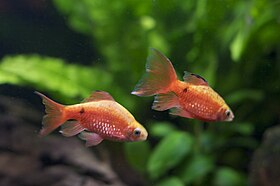 280px-Rosy_Barbs.jpg