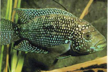 jack_dempsey.jpg