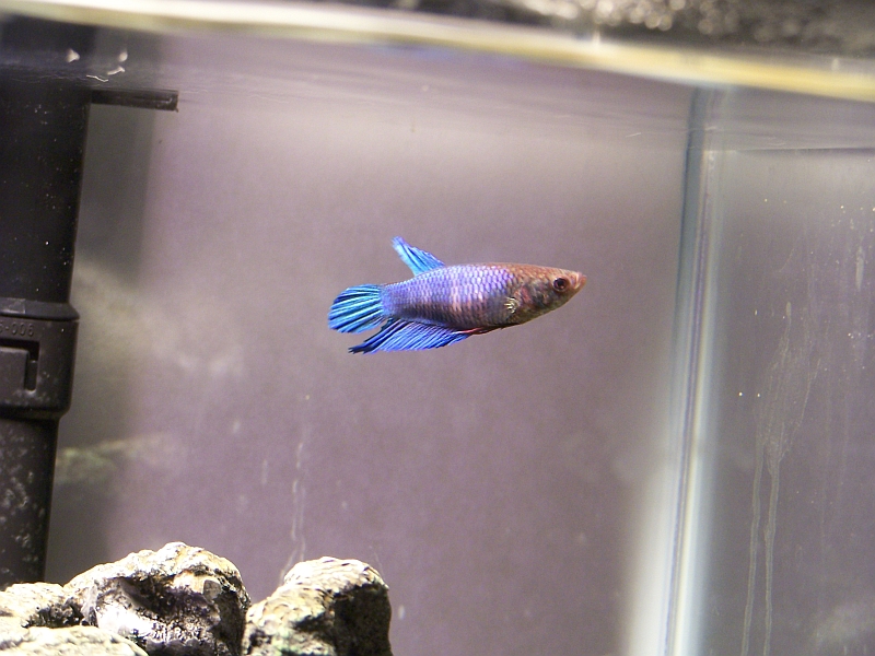 Female_Betta_by_DesertSiren.jpg