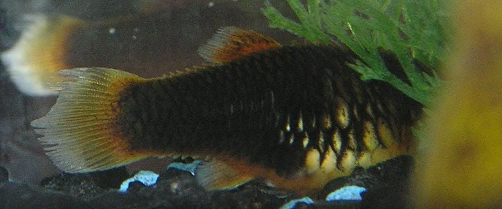 platy2.jpg