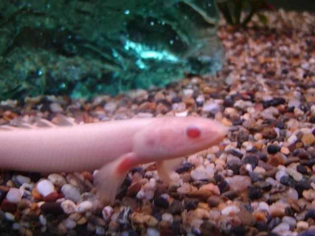 albinosenegalus.jpg