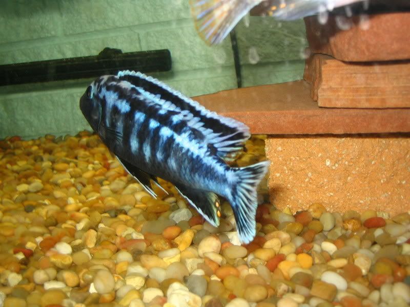 Fish032.jpg