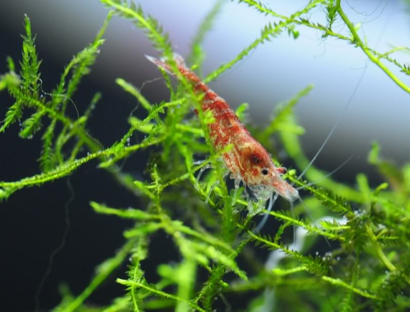RCS4.jpg