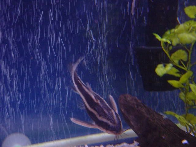 fishpics001.jpg